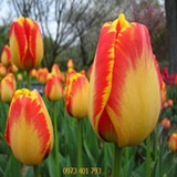 Củ Giống Hoa Tulip Americandrem Vàng Viền Đỏ