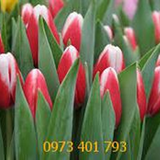 Củ Giống Hoa Tulip Kung-Fu Đỏ Viền Trắng