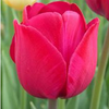 Củ Giống Hoa Tulip Barcelona Hồng