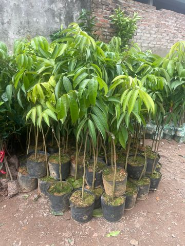 Cây vải chín sớm cỡ nhỡ