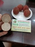 Cây vải không hạt