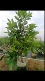 Cây giống hồng socola