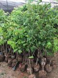 Cây khế ngọt nhỡ nhiều cỡ