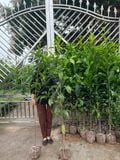 Cây vú sữa hoàng kim nhiều cỡ