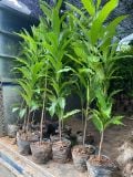 Cây vú sữa hoàng kim nhiều cỡ