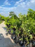 Cây na sầu riêng cỡ nhỡ