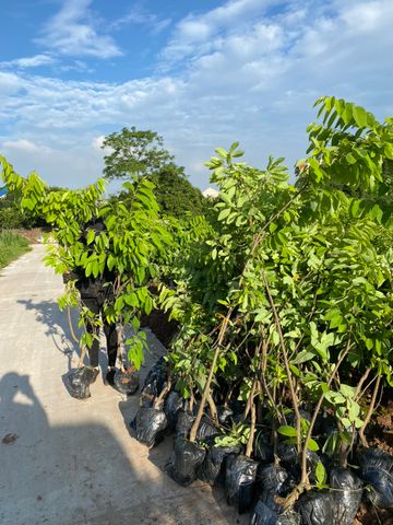 Cây na sầu riêng cỡ nhỡ