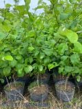 Cây táo đại mật cỡ nhỡ