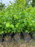 Cây táo đại mật cỡ nhỡ