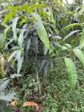 Cây xoài tím cỡ nhỡ