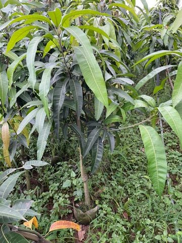 Cây xoài tím cỡ nhỡ