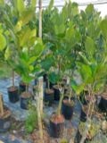 Cây mít thái cỡ nhỡ