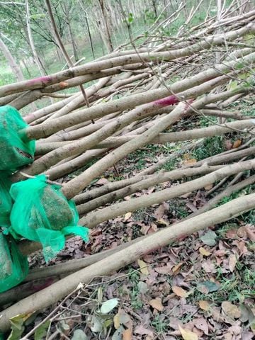 Cây ban tây bắc
