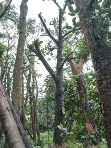 Cây mít to vanh 100cm - 110cm