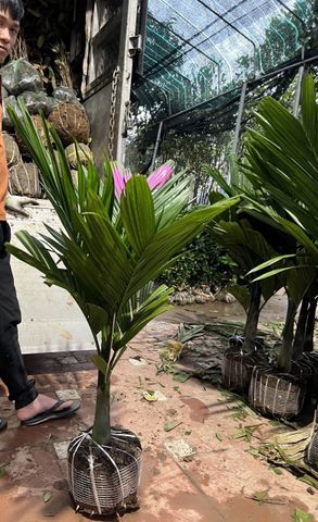 Cây cau lùn cỡ to