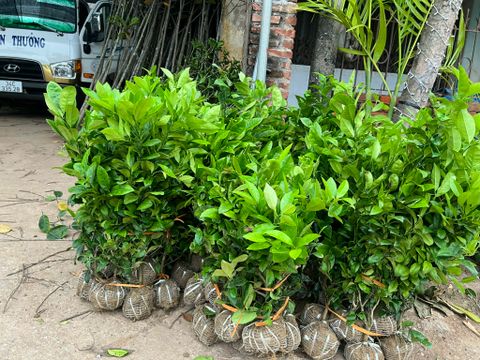 Cây quất chua