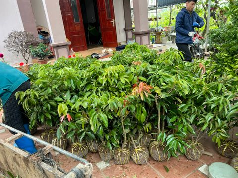 Cây vải thiều chiết