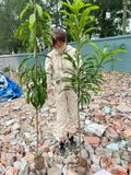 Cây trứng gà ( lêkima ) cỡ nhỡ
