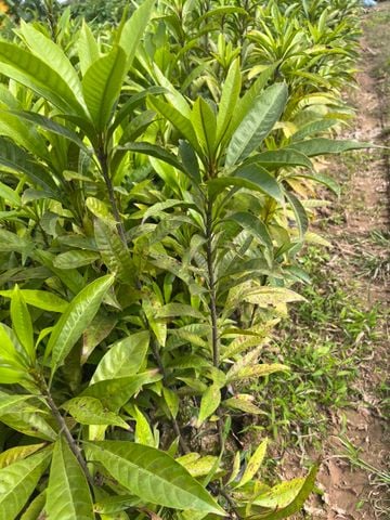 Cây Trứng Gà (Lêkima)