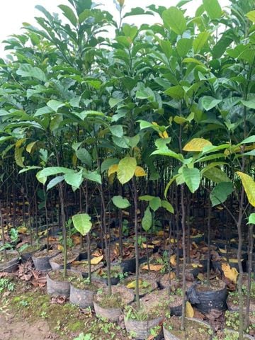 Cây chay đỏ nhỡ