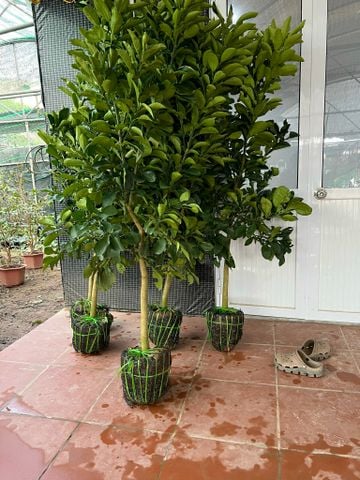 Cây bưởi da xanh cỡ nhỡ