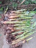 Cây Chuối Tây Thái tách nhánh