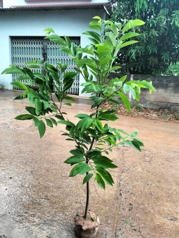 Cây na dai cỡ nhỡ