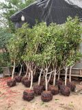 Cây hồng xiêm to