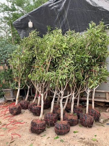 Cây hồng xiêm to