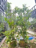 Cây nho thân gỗ 12 vụ quả đỏ