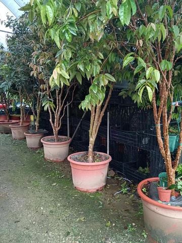 Cây Nho Thân Gỗ 12 vụ quả đỏ đk gốc 7cm - 8cm