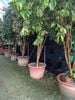 Cây Nho Thân Gỗ 12 vụ quả đỏ đk gốc 7cm - 8cm