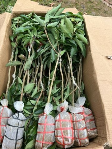 Cây vải không hạt