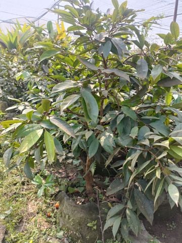 Cây nho thân gỗ quả vàng cỡ to