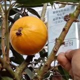 Cây nho thân gỗ quả vàng cỡ to