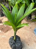 Cây giống cau lùn
