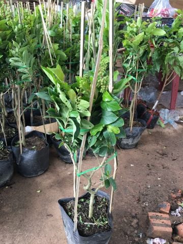 Cây bằng lăng thái