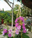 Cây bằng lăng thái