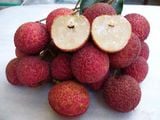 Cây vải không hạt