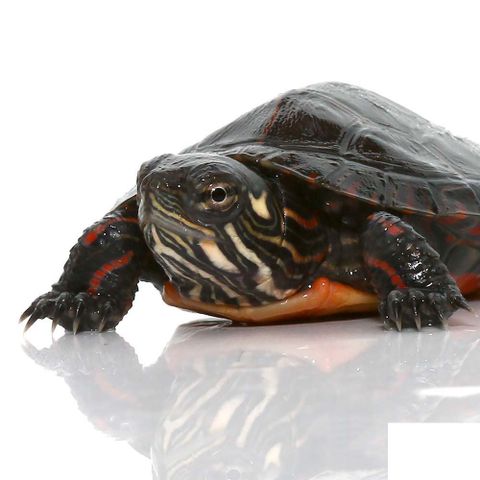 Rùa nước cảnh (Aquatic Turtle): Rùa nước cảnh mang đến cho bạn một trải nghiệm hoàn toàn mới và thú vị trong việc khám phá dòng sông và môi trường dưới nước. Hãy xem các bức ảnh của chúng để hiểu hơn về đời sống của loài rùa này và thưởng thức những cảnh đẹp tuyệt vời.