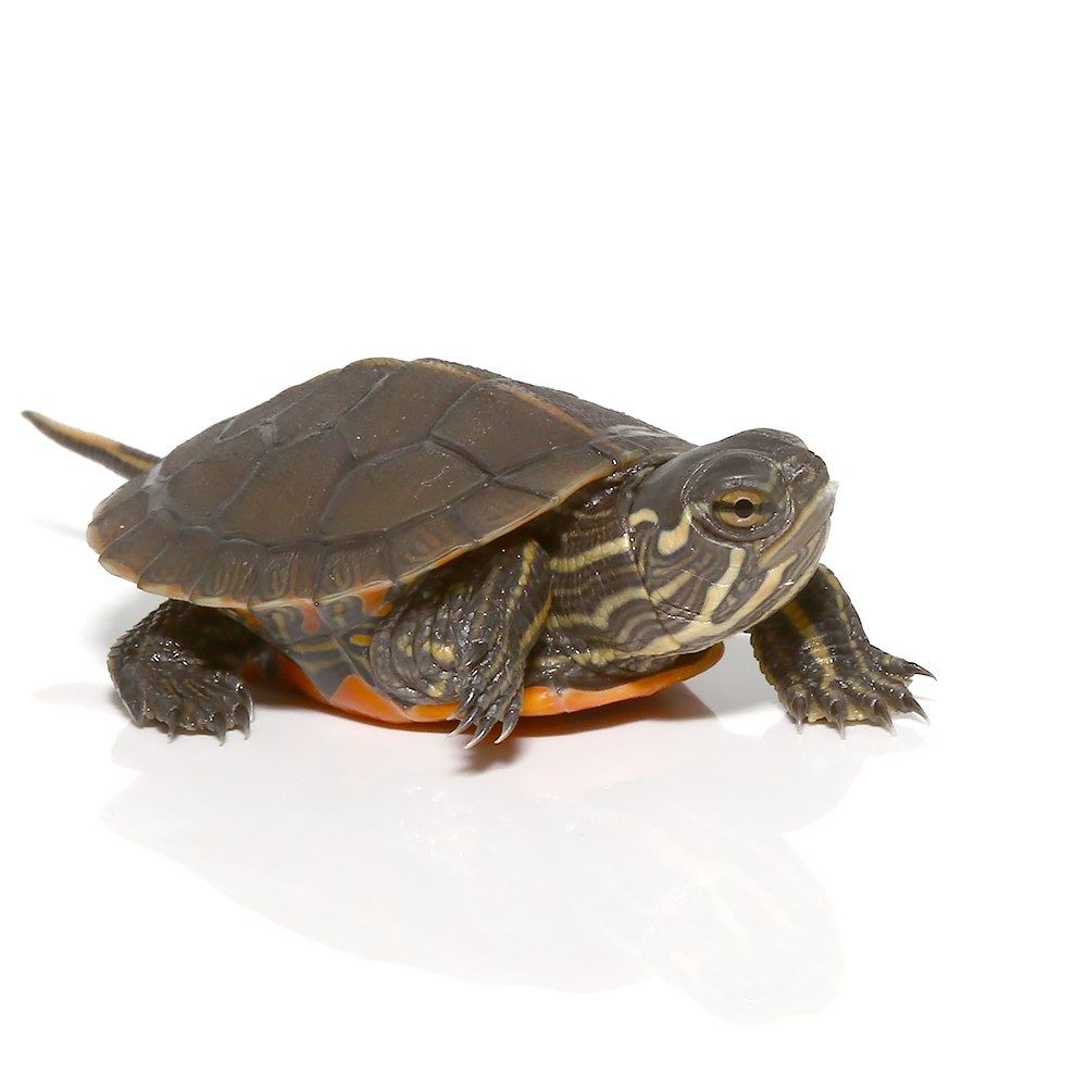 Rùa Vẽ - Painted Turtle – Xpet