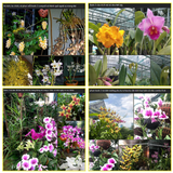 Hỗ Trợ Cây Ra Hoa Tự Nhiên - Dinh dưỡng phụ - Nhóm 2