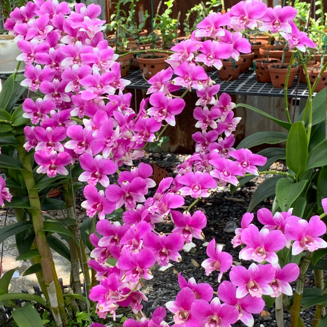 Lan đồng tiền