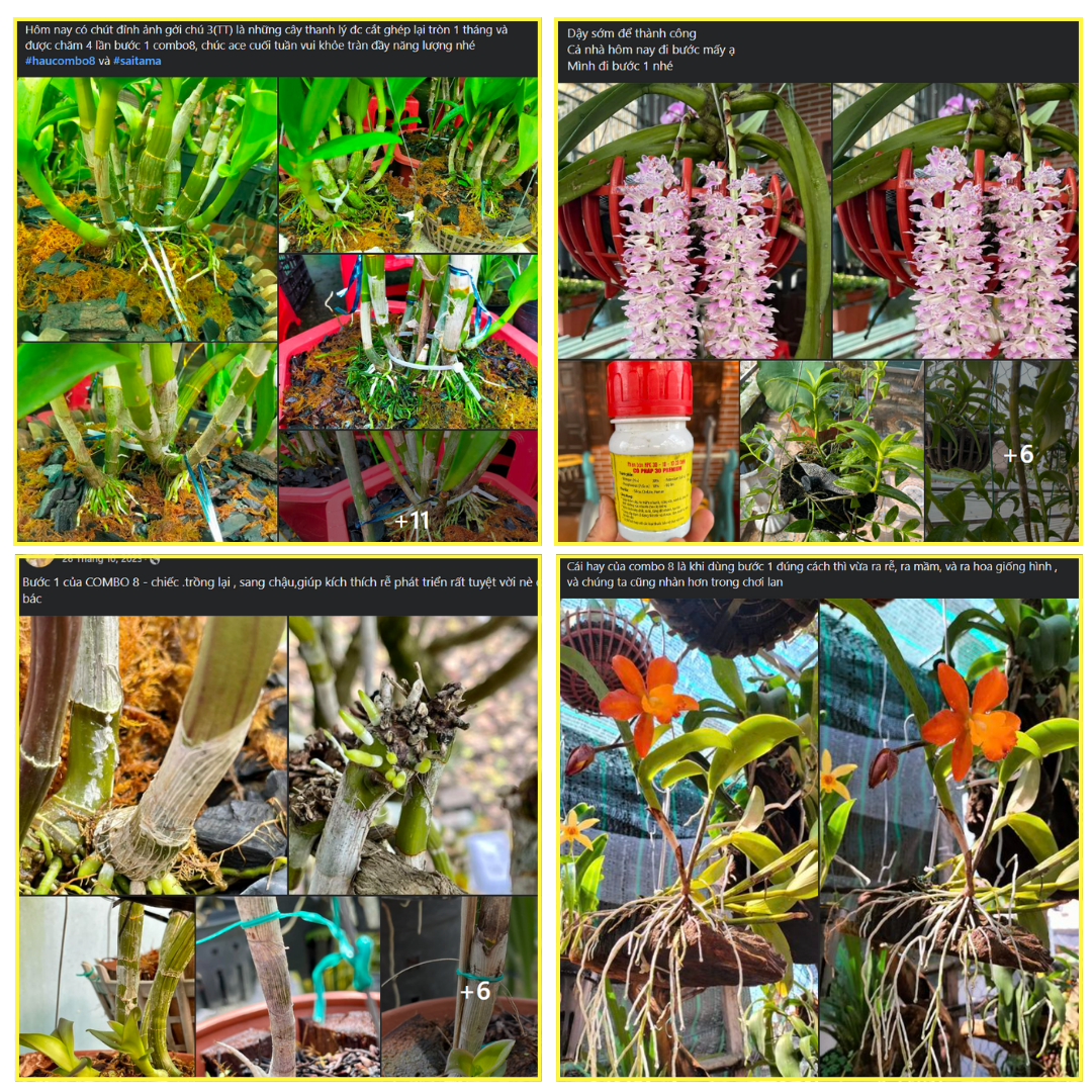 Kích rễ - Bật Mầm - Mập Thân - Dày Lá với Bước 1 Combo 8 Premium