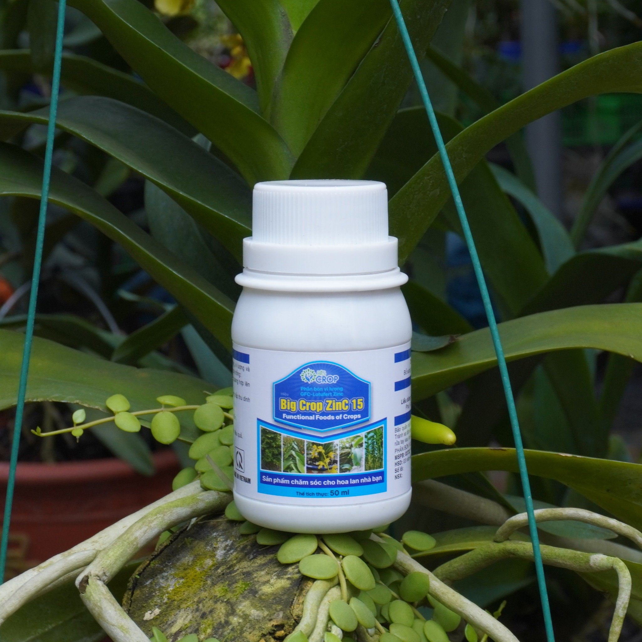 Cao thân - Dày Lá - Vọt Đọt - Big Crop Zinc 15