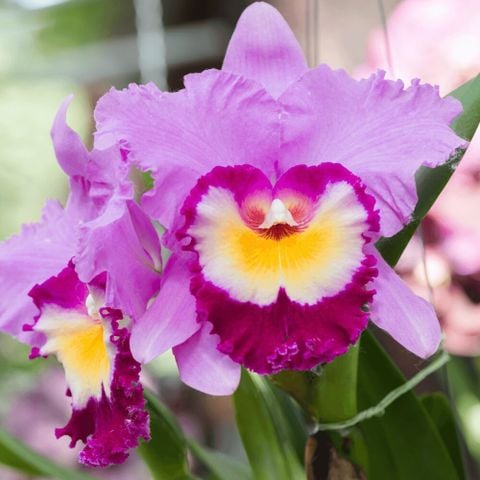 cattleya
