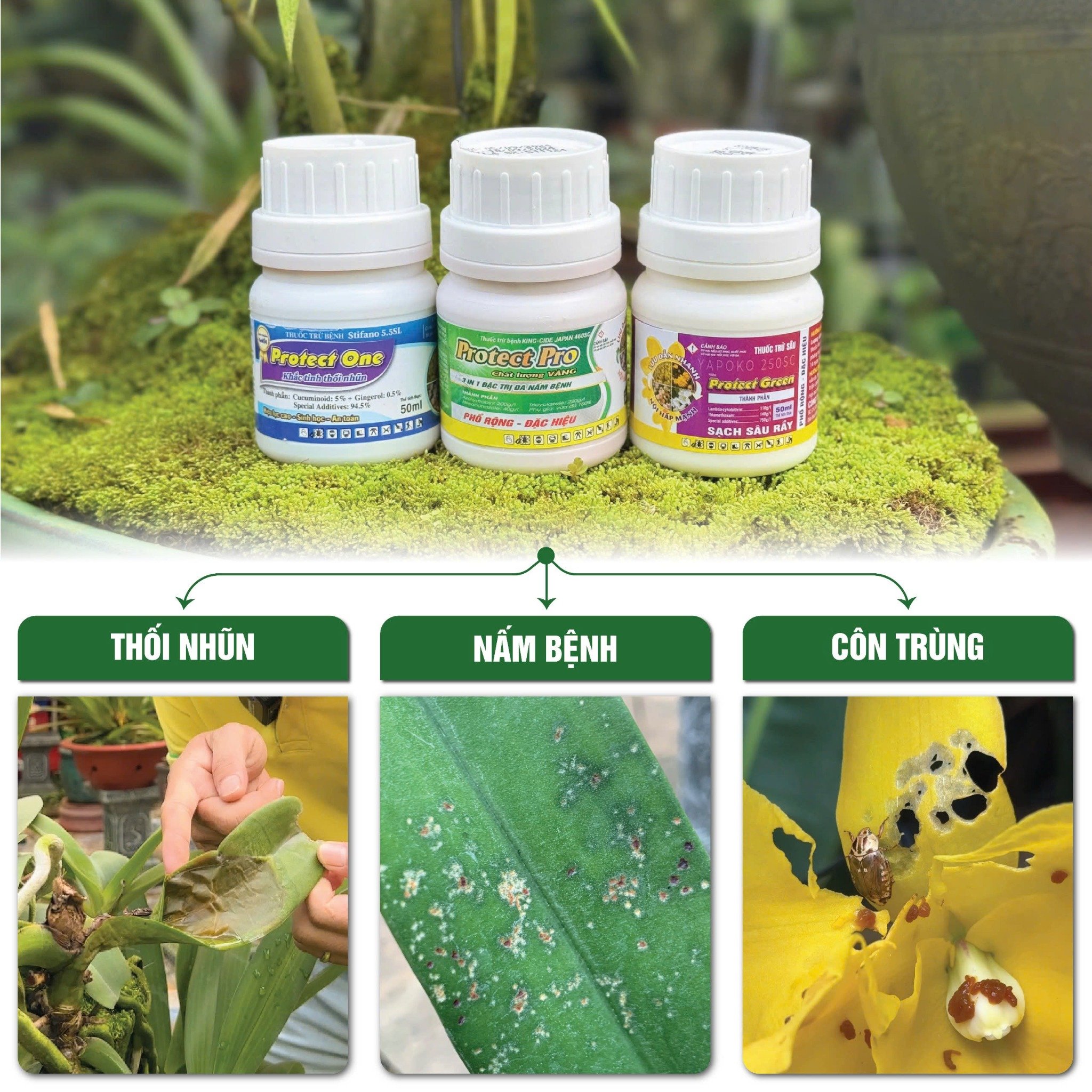Combo Vệ Sĩ: Giải pháp toàn diện cho mọi vấn đề về bệnh và sâu hại