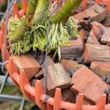 Cuộn Dây Buộc Cố Định Lan (1kg/cuộn)