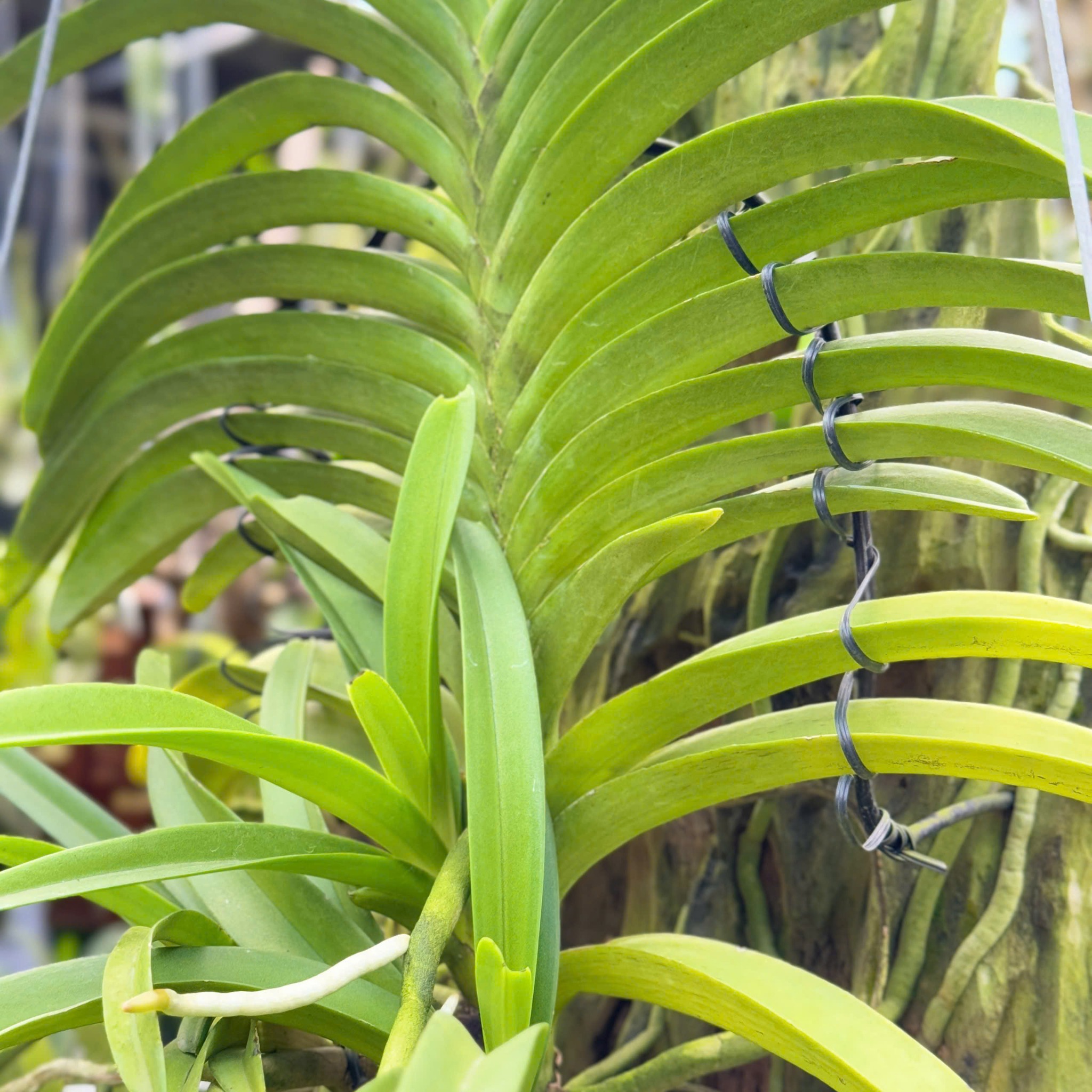 Cuộn Dây Buộc Cố Định Lan (1kg/cuộn)