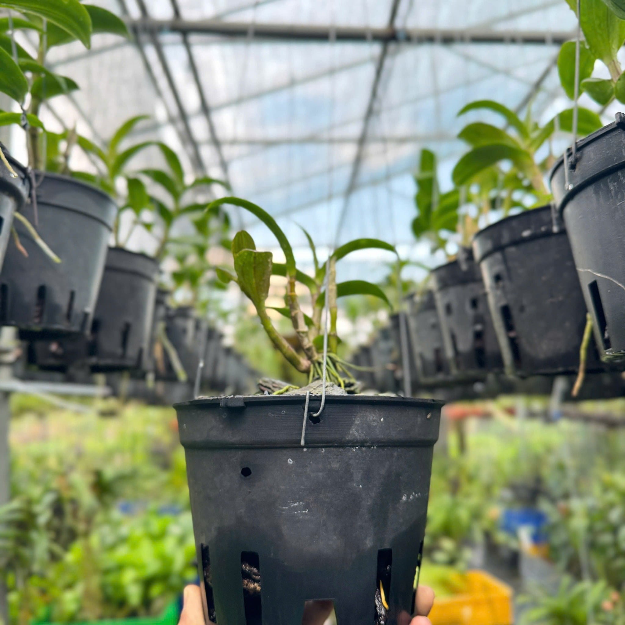 Móc Kẽm Treo Chậu Lan và Cây Cảnh (dài 70cm-1m)